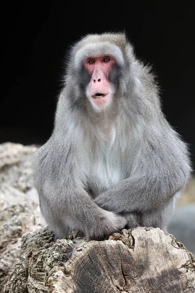 Japanese Macaque Sitting Wooden Trunk Macaca Fuscata — Stock Photo, Image