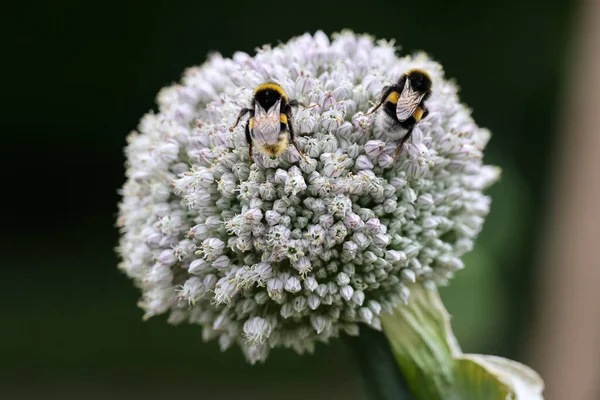 白い花に花粉を吸う蜂のマクロショット — ストック写真