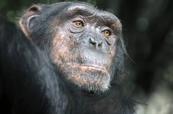 Nahaufnahme Porträt Von Schimpansenprimaten Pan Troglodytes — Stockfoto