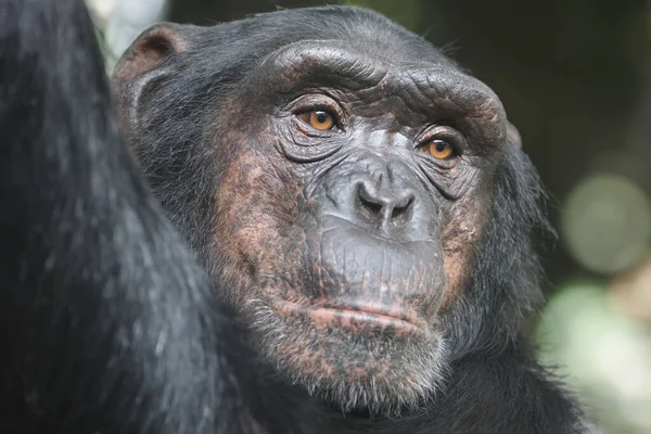 Nahaufnahme Porträt Von Schimpansenprimaten Pan Troglodytes — Stockfoto