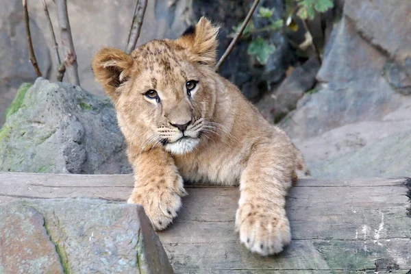 cute little Young lion cub on wooden trunk