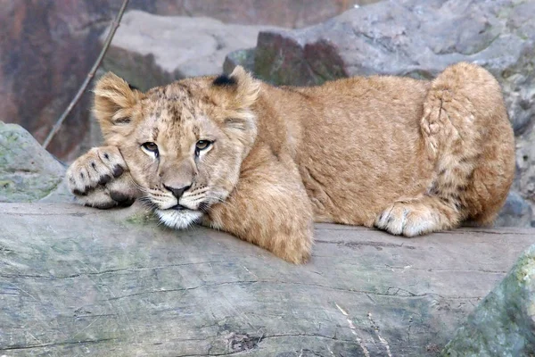 Young Lion Cub Laying Wooden Trunk — Stock Photo, Image