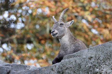Alpine dağ keçisi (Capra Ibex) portresi
