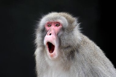 Japon Macaque, Macaca Fuscata 'nın portre görüntüsü