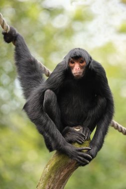 Kırmızı suratlı örümcek maymun ağaçta oturuyor ve ipini kuyruğundan tutuyor, Ateles paniscus.