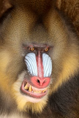 Ağaç zeminli keskin dişli kızgın Mandrill maymunu, Mandrillus sfenksi