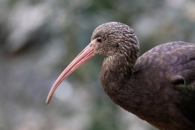 Arkaplanı bulanık Puna Ibis portresi, Plegadis ridgwayi