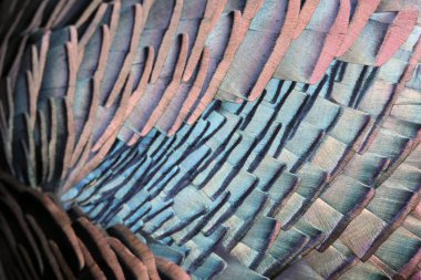 Ocellated hindinin gradyan boyacı tüyleriyle yakın plan portresi, Meleagris ocellata