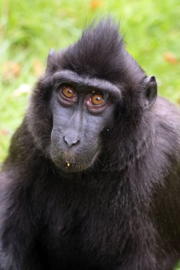 Macaca Nigra, Macaque 'ın yakın plan portresi.