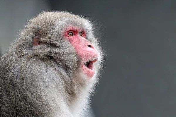 Portrait View Japanese Macaque Macaca Fuscata — Stock Photo, Image