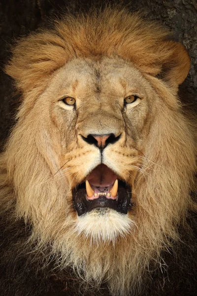 Close Portrait View Lion Panthera Leo — Stock Photo, Image