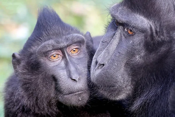 Couple Crested Macaques Natural Habitat Macaca Nigra — Stock Photo, Image