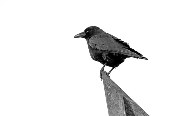 Carrion Crow Sitting Tree Branch Corvus Corone — стоковое фото