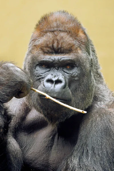 Ritratto Gorilla Della Pianura Occidentale Sfondo Beige Sfocato — Foto Stock