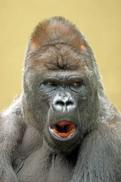 Portrait Gorille Des Basses Terres Ouest Sur Fond Beige Flou — Photo