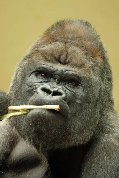 Portrait Western Lowland Gorilla Blurred Beige Background — Stock Photo, Image