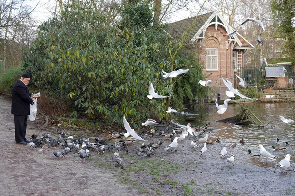 Old Man Feeding Birds City Park Amsterdam — Stock Photo, Image
