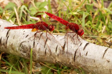 Timsah, doğa arka planında eritra böcekleridir. 