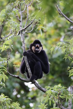 Sarı yanaklı bir şebekenin (Nomascus gabriellae) yakın görüntüsü)