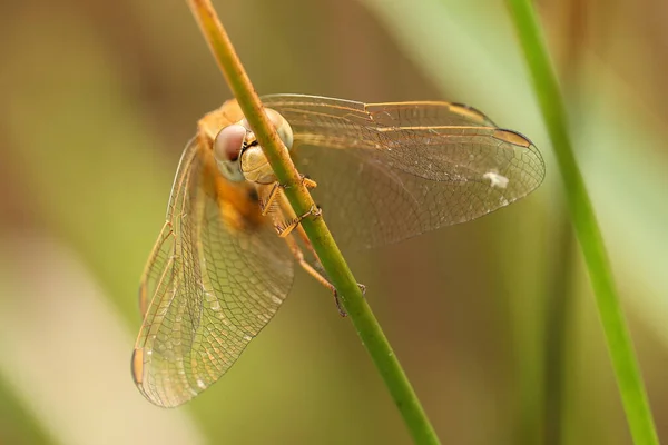 Eine Libelle Auf Einer Grünen Pflanze — Stockfoto