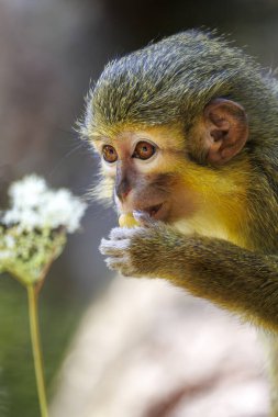 Gabon Talapoin (Miopithecus ogouensis), Kuzey Talapoin olarak da bilinir.