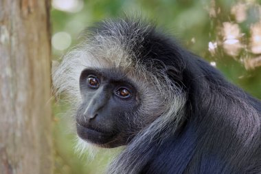 Kral Colobus (Colobus polykomos), Batı siyah-beyaz kolobusu olarak da bilinir.