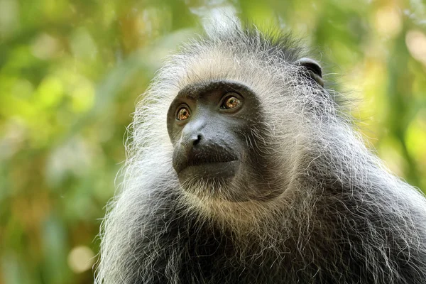 The king colobus (Colobus polykomos), also known as the western black-and-white colobus