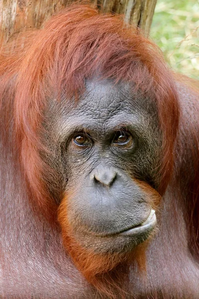 Der Borneo Orang Utan Pongo Pygmaeus — Stockfoto