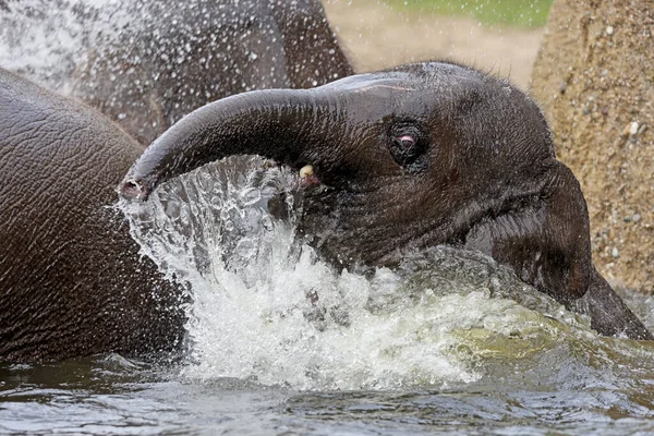 Small Elephant Playing Water River — Stock Photo, Image