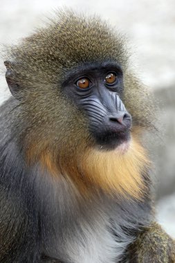 Mandrillus sfenksinin (Mandrillus sfenksinin) yakın görüntüsü)