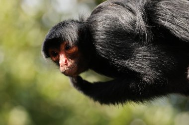 Kırmızı yüzlü örümcek maymunu (Ateles paniscus) ayrıca Guyanalı örümcek maymunu ya da kırmızı yüzlü siyah örümcek maymunu olarak da bilinir.