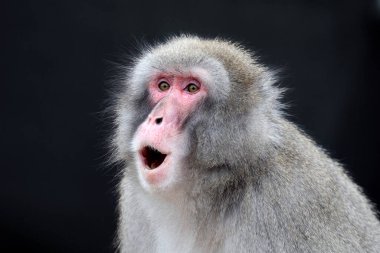 Japon makakası (Macaca fuscata), ayrıca kar maymunu olarak da bilinir.