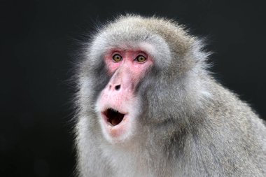 Japon makakası (Macaca fuscata), ayrıca kar maymunu olarak da bilinir.