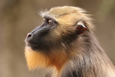 Mandrill (Mandrillus sfenks) 