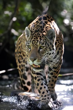 Jaguar (Panthera onca) 