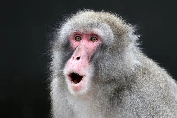Macaco Japonés Macaca Fuscata También Conocido Como Mono Nieve —  Fotos de Stock