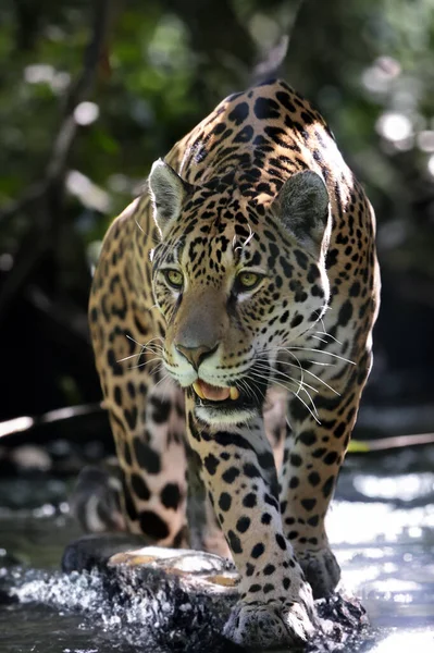 Jaguar Panthera Onca — Stock Photo, Image