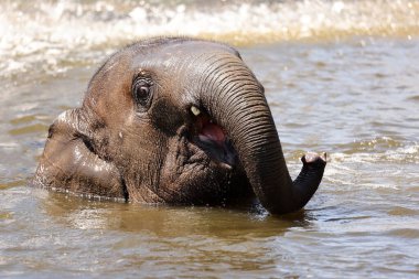 Nehirde suyla oynayan küçük fil 