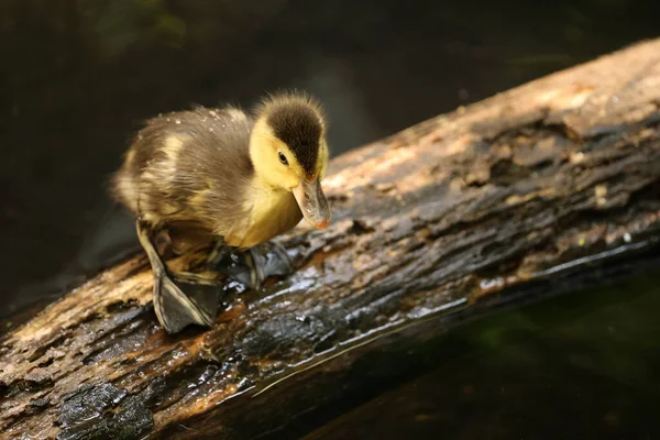 Cute duckling sitting on tree branch