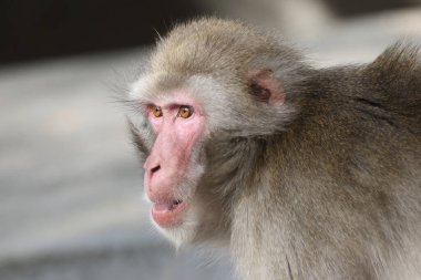 Japon makakası (Macaca fuscata), ayrıca kar maymunu olarak da bilinir.