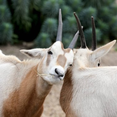 Scimitar oryx (Oryx dammah), ayrıca Scimitar boynuzlu antilobu ve Sahra antilobu olarak da bilinir.