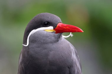 İnka Koyu (Larosterna İnka))