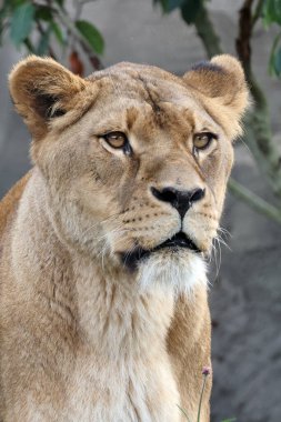 Bir dişi aslan portresi (Panthera Leo)  