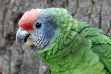 Kırmızı kuyruklu Amazon papağanı (Amazona brasiliensis))