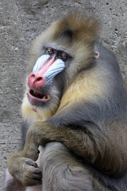 Mandrillus sfenksinin (Mandrillus sfenksinin) yakın görüntüsü)      