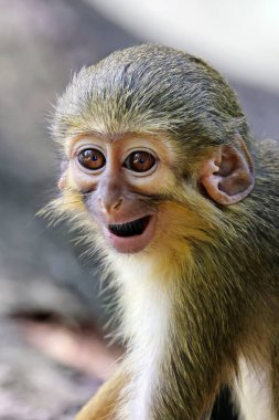 Gabon Talapoin (Miopithecus ogouensis), Kuzey Talapoin olarak da bilinir.      
