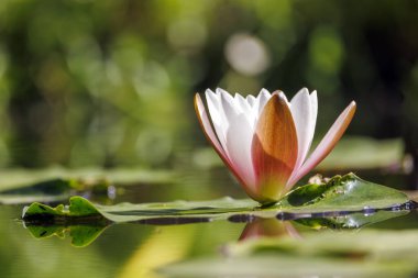 Suda açan güzel nilüfer çiçeği       