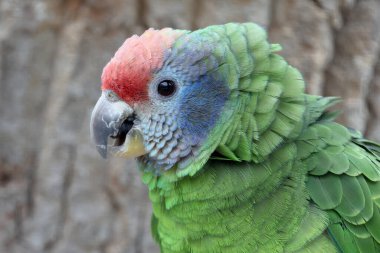 Kırmızı kuyruklu Amazon papağanı (Amazona brasiliensis))