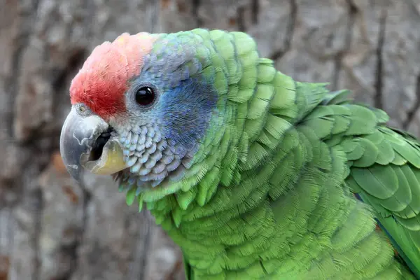 Red Tailed Amazon Parrot Amazona Brasiliensis — Stock Photo, Image