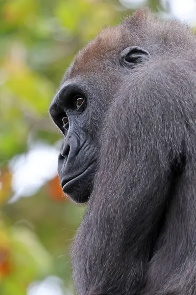 Close Shot Cute Western Lowland Gorilla — Stock Photo, Image